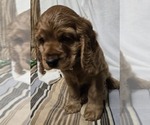 Small #1 English Cocker Spaniel