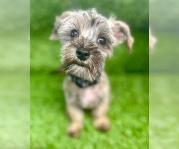 Medium Photo #2 Chihuahua-Unknown Mix Puppy For Sale in Virginia Beach, VA, USA