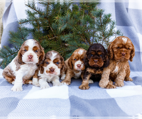 Medium Photo #1 Cocker Spaniel Puppy For Sale in WAKARUSA, IN, USA