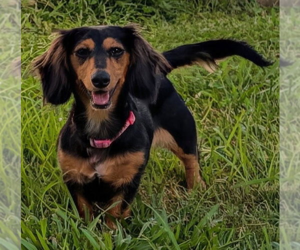 Medium Photo #6 Dachshund Puppy For Sale in Shelbyville, TN, USA