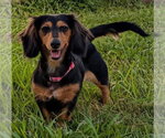 Small #5 Dachshund