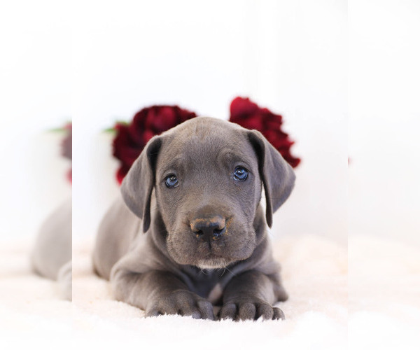 Medium Photo #1 Great Dane Puppy For Sale in MILLERSBURG, PA, USA