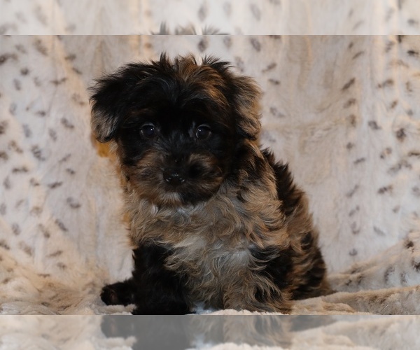 Medium Photo #3 Yorkiepoo mix (+ Poodle Toy) Puppy For Sale in DYERSBURG, TN, USA