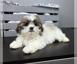 Shih Tzu Puppy for sale in INDIANAPOLIS, IN, USA