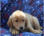 Small Photo #11 Golden Retriever Puppy For Sale in BLOOMINGTON, IN, USA