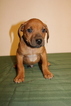 Small Photo #2 Rhodesian Ridgeback Puppy For Sale in GATE, WA, USA