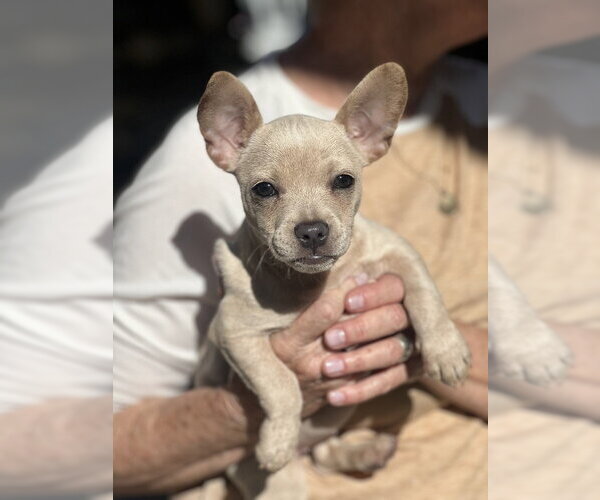 Medium Photo #3 French Bullhuahua Puppy For Sale in Dana Point, CA, USA