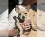 Small #2 French Bullhuahua