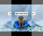 Puppy Lucy Golden Retriever