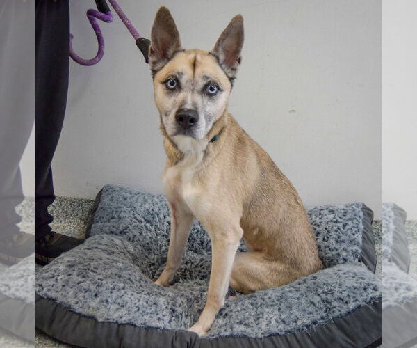 Medium Photo #2 Labsky Puppy For Sale in Huntley, IL, USA