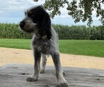 Small #5 Blue Gascony Griffon