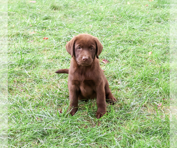 Medium Photo #3 Labrador Retriever Puppy For Sale in SYRACUSE, IN, USA