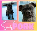 Small #1 Pug Mix