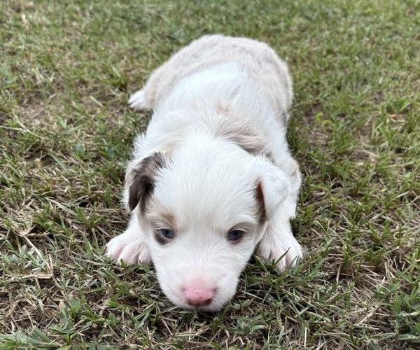 Medium Photo #1 Miniature Australian Shepherd Puppy For Sale in BEEBE, AR, USA