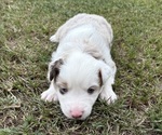 Puppy Red Collar Miniature Australian Shepherd
