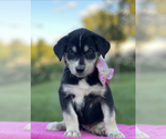 Small Photo #4 Goberian Puppy For Sale in ANTIOCH, TN, USA