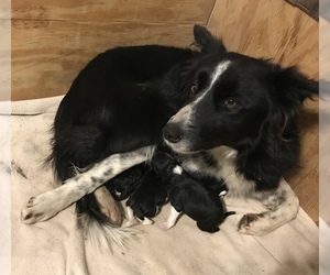 Mother of the Border Collie puppies born on 12/22/2019