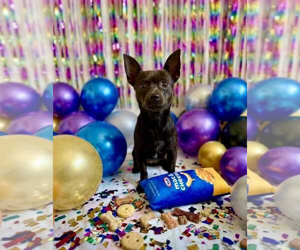 Medium Photo #3 Chihuahua Puppy For Sale in Queen Creek, AZ, USA