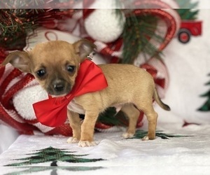 Chihuahua Puppy for sale in LANCASTER, PA, USA