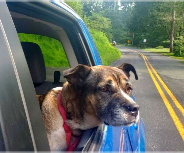 Medium Photo #2 Akita-Unknown Mix Puppy For Sale in Hewitt, NJ, USA