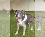 Small #18 Staffordshire Bull Terrier Mix
