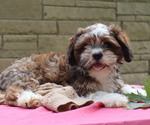 Small #3 Cava-Tzu
