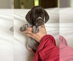 Small Photo #7 German Wirehaired Pointer Puppy For Sale in DEER RIVER, MN, USA