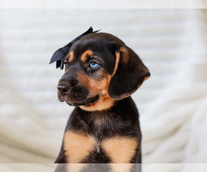 Beagle-Mutt Mix Puppy for sale in LIBERTY, KY, USA