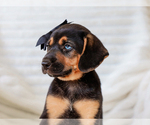 Image preview for Ad Listing. Nickname: Arlo