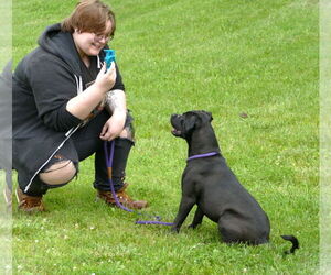 American Staffordshire Terrier-Unknown Mix Dogs for adoption in Pittsburgh, PA, USA