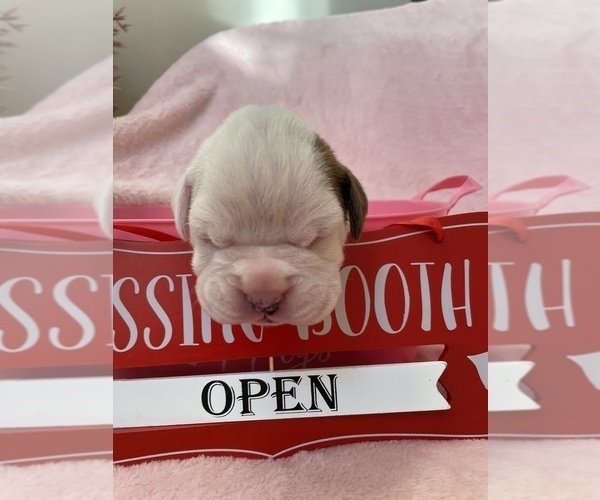 Medium Photo #1 Boxer Puppy For Sale in CULPEPER, VA, USA