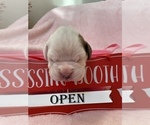 Small Photo #1 Boxer Puppy For Sale in CULPEPER, VA, USA