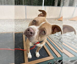 American Staffordshire Terrier-Unknown Mix Dogs for adoption in Palmetto, FL, USA