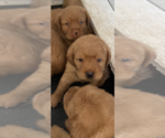 Small Photo #5 Labrador Retriever Puppy For Sale in LEBANON, PA, USA