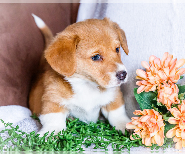 Medium Photo #1 Dorgi Puppy For Sale in WAKARUSA, IN, USA