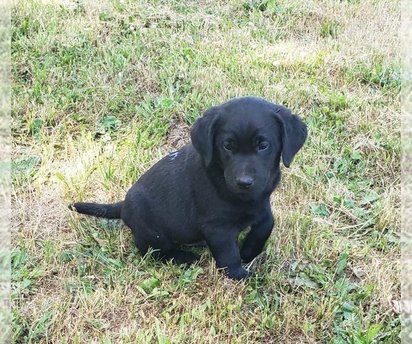Medium Photo #4 Labrador Retriever Puppy For Sale in OLYMPIA, WA, USA
