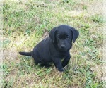 Small #3 Labrador Retriever