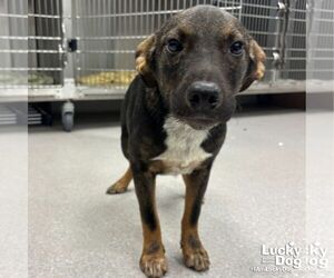 Mutt Dogs for adoption in Washington, DC, USA