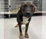Small #1 Mutt
