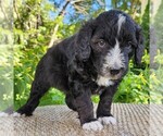 Small #8 F2 Aussiedoodle