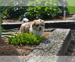 Puppy Blaze Mal-Shi