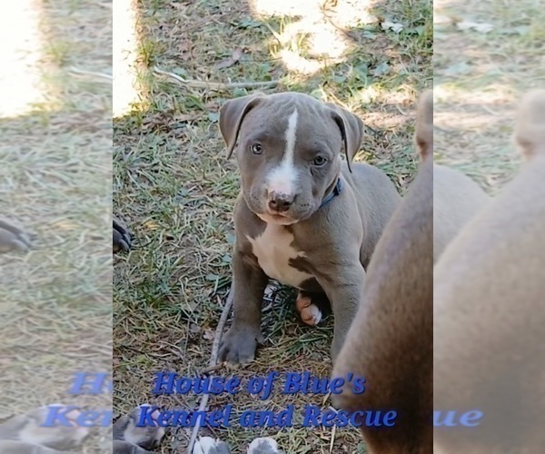 Medium Photo #13 American Pit Bull Terrier Puppy For Sale in DELAWARE, OH, USA