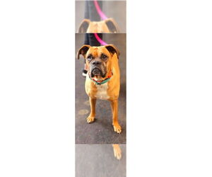 Boxer Dogs for adoption in Austin, TX, USA