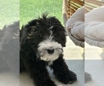 Small Photo #2 Bernedoodle (Miniature) Puppy For Sale in ELMHURST, IL, USA