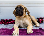 Small Photo #30 Mastiff Puppy For Sale in WAKARUSA, IN, USA
