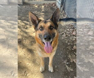 German Shepherd Dog Dogs for adoption in Riverside, CA, USA