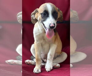 Black Mouth Cur-Unknown Mix Dogs for adoption in Rockaway, NJ, USA