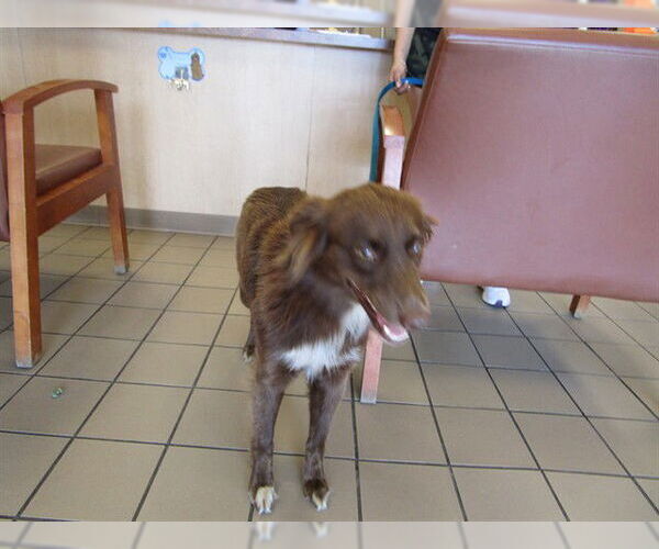 Medium Photo #1 Border-Aussie Puppy For Sale in Ocala, FL, USA