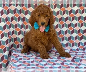Goldendoodle Puppy for sale in LANCASTER, PA, USA