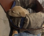 Small #3 Labrador Retriever